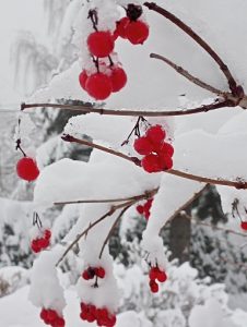 widoczny fragment gałęzi z owocami jarzębiny obficie pokryte śniegiem