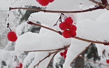 widoczny fragment gałęzi z owocami jarzębiny obficie pokryte śniegiem